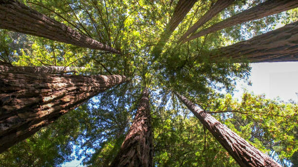 How Our Tree Care Process Works  in  South Taft, CA